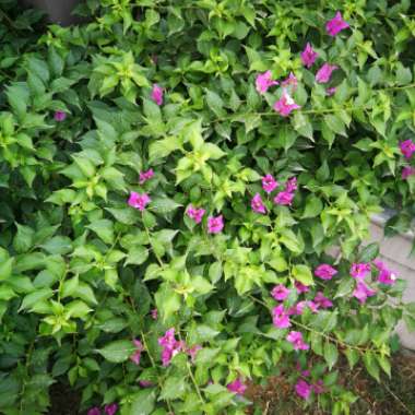 Bougainvillea 'Princess Maharla'