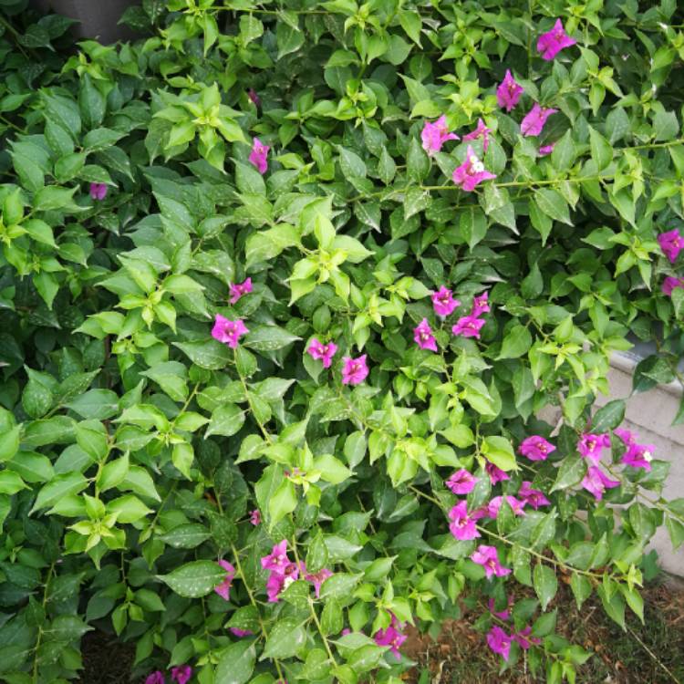 plant image 1348334