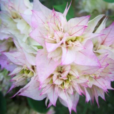 Bougainvillea 'Princess Maharla'