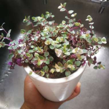 Bolivian Jew 'Pink Panther'