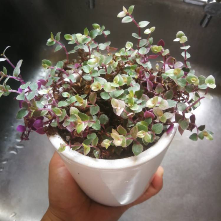 Plant image Callisia repens 'Pink Panther'