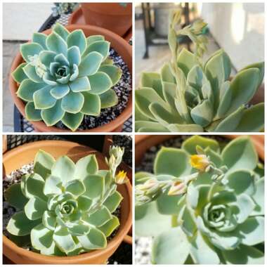 Echeveria