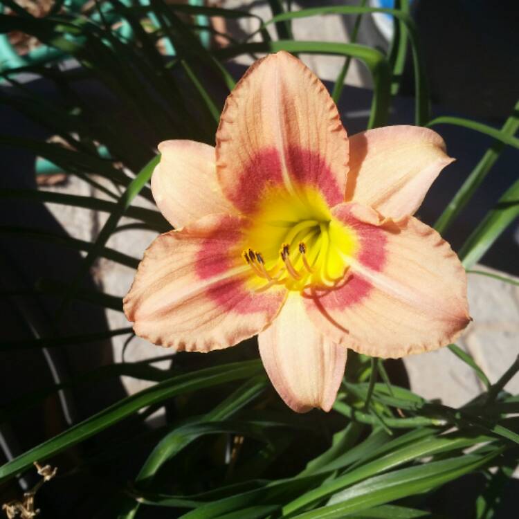 Plant image Hemerocallis 'Mauna Lowa'