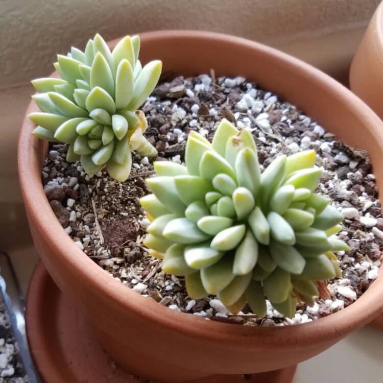 plant image 479949