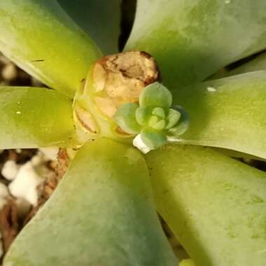 Echeveria Chris
