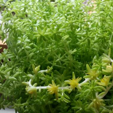 Sedum japonicum 'Tokyo Sun'