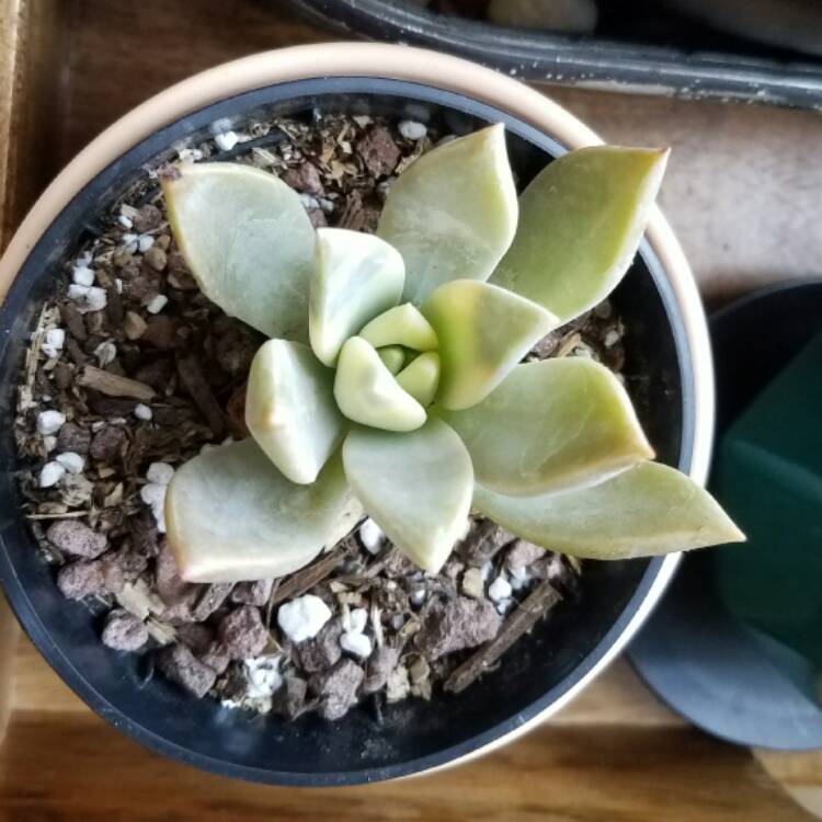 Plant image Graptopetalum