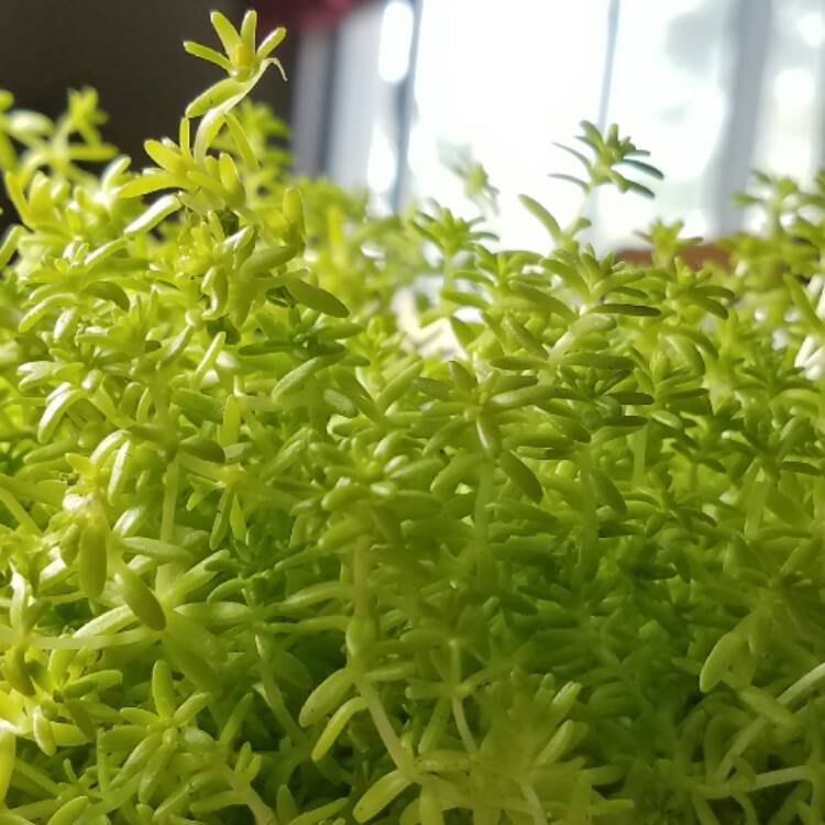 Plant image Sedum japonicum 'Tokyo Sun'