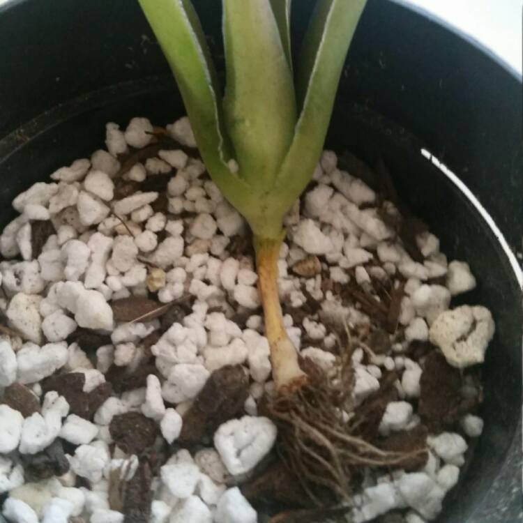 plant image 488334