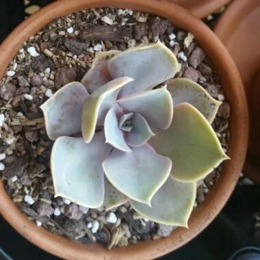 Echeveria Perle Von Nurnberg