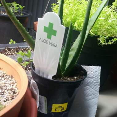 Aloe Vera