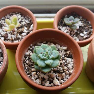 Echeveria Chris