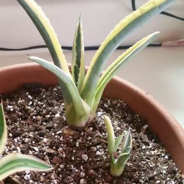 Agave Americana 'Marginata'