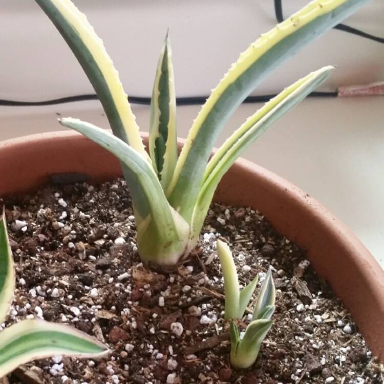 Plant image Agave Americana 'Marginata'
