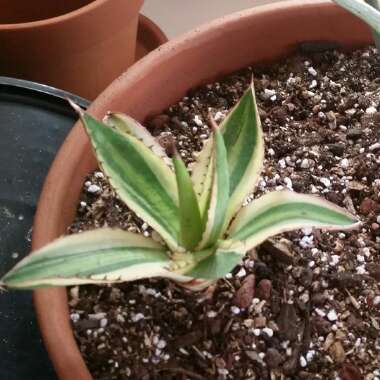 Agave univittata 'Quadricolor'