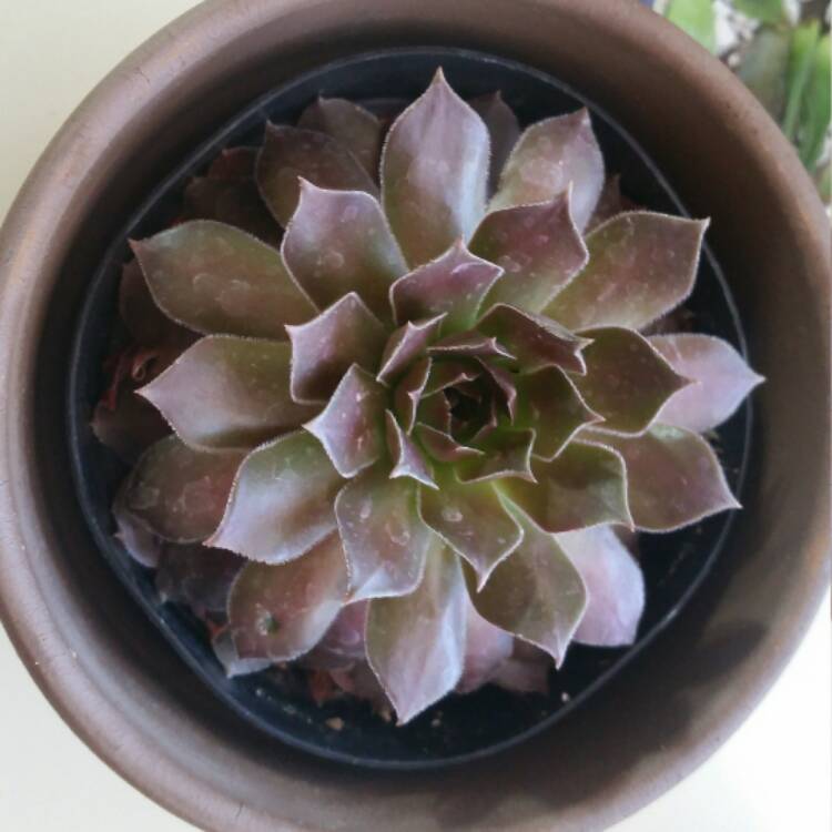 Plant image Sempervivum Chocolate Kiss