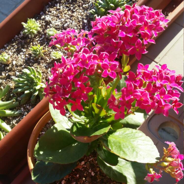 plant image 515515