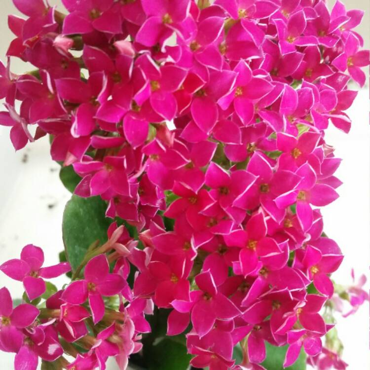 Plant image Kalanchoe blossfeldiana 'Red'