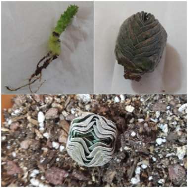 Crassula Kimnachi