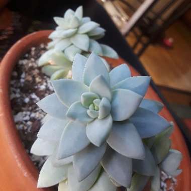 Graptopetalum Tricolour