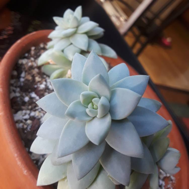 Plant image Graptopetalum Tricolour