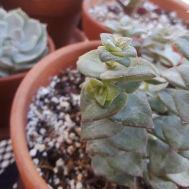 Crassula Perforata subsp. Perforata