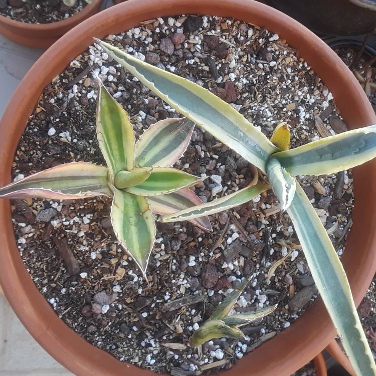 plant image 632310