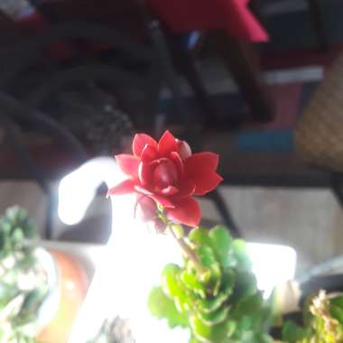 Kalanchoe daigremontiana syn. Bryophyllum daigremontianum