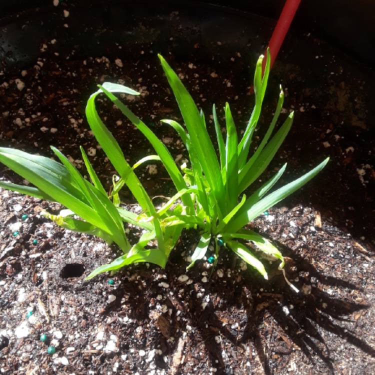 plant image 642433