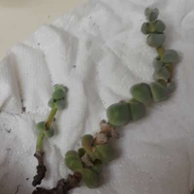 Crassula  Plegmatoides syn. Crassula pseudocolumnaris
