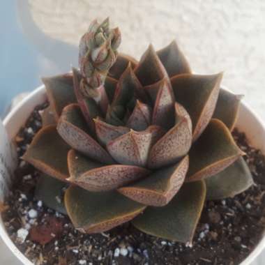 Echeveria 'Purpusorum'