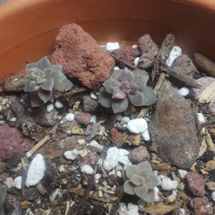 plant image 864332