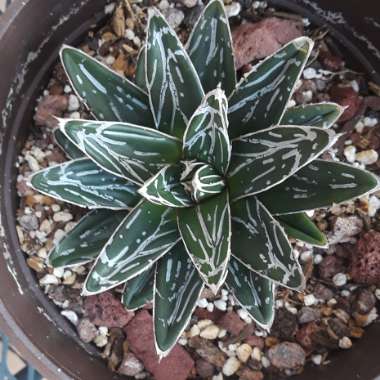 Agave 'victoriae-reginae'