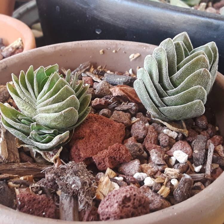 plant image 886364