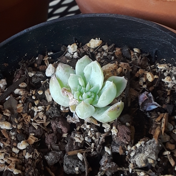 plant image 886366