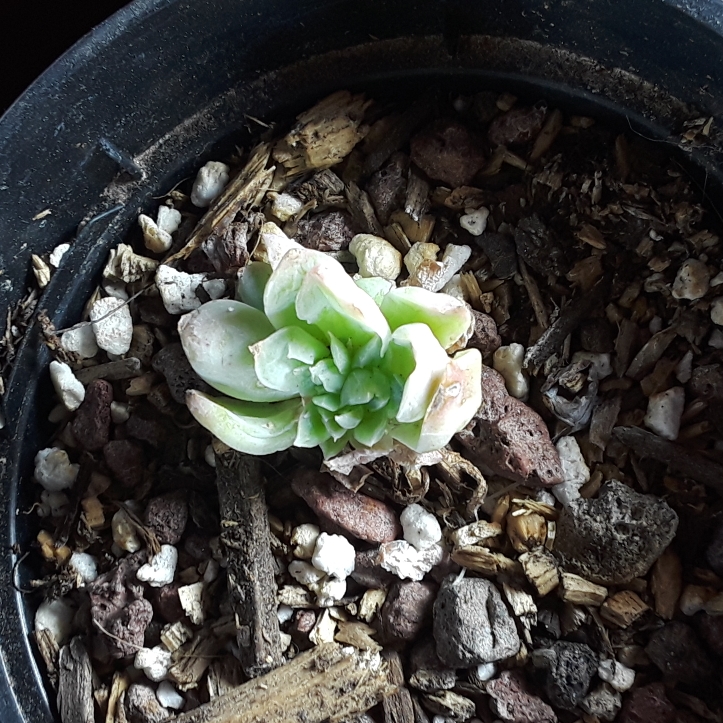 Plant image Echeveria Elegans Hybrid