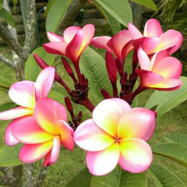 Plumeria