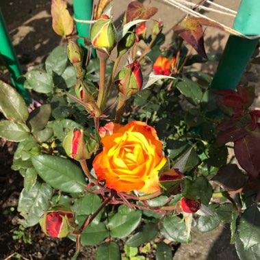 Rose 'Modern Times' (Hybrid Tea)
