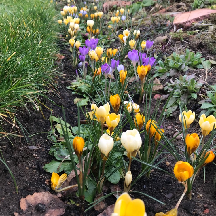 plant image 642362