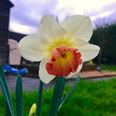 Daffodil 'Pink Pride' (Large-cupped)