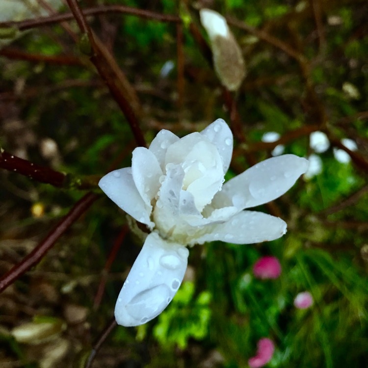 plant image 660783