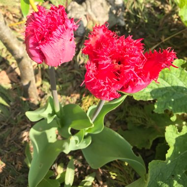 Lewis's garden
