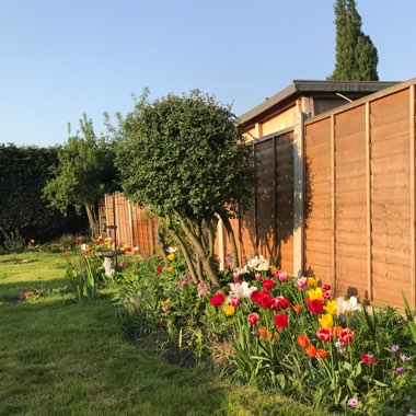 Lewis's garden