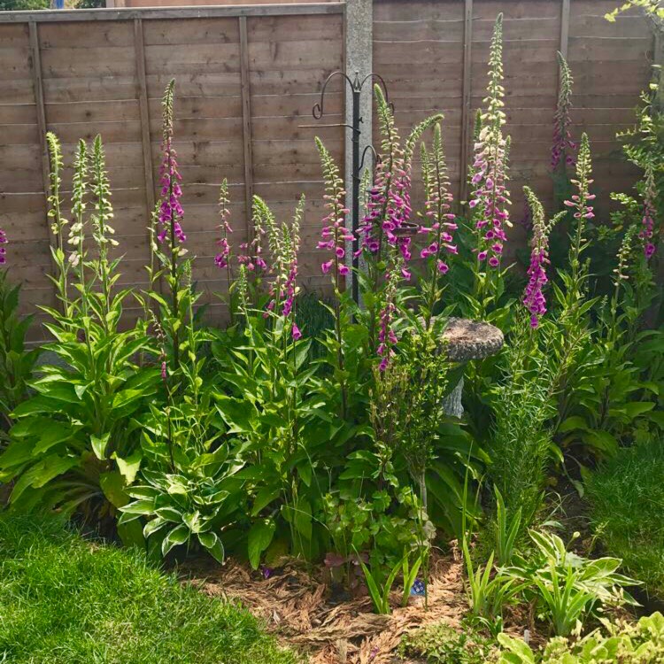 plant image 727828