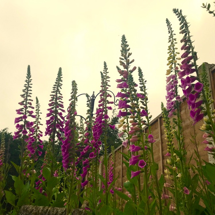 plant image 729176