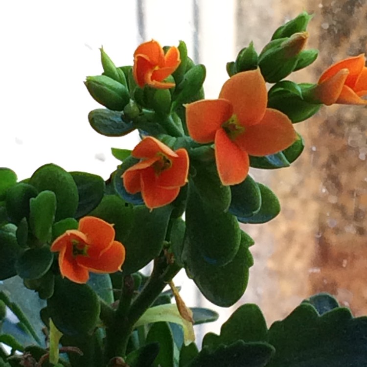 Plant image Kalanchoe blossfeldiana 'Red'