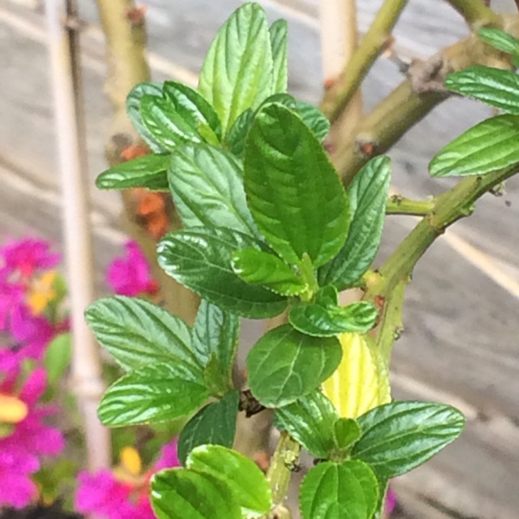 plant image 399826