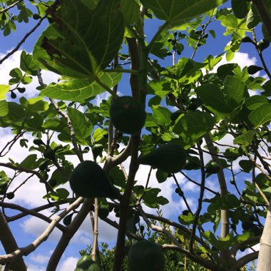 Ficus carica