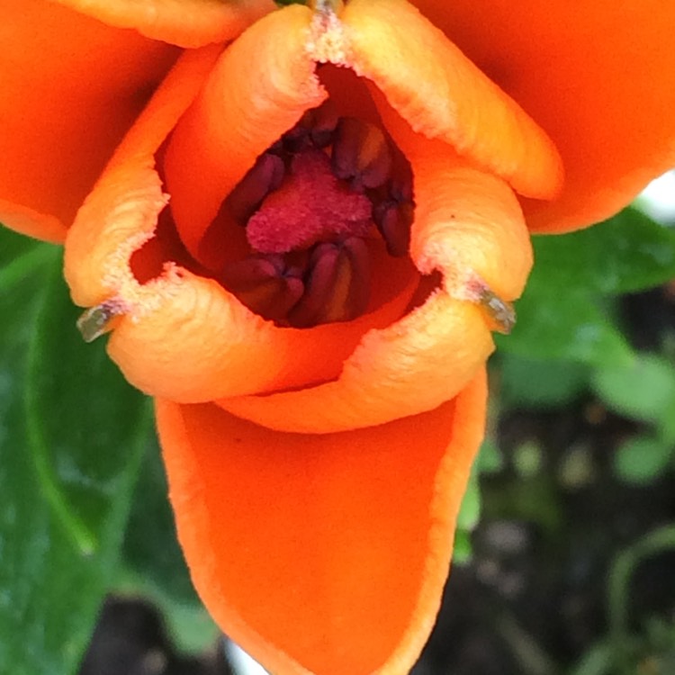 plant image 438531