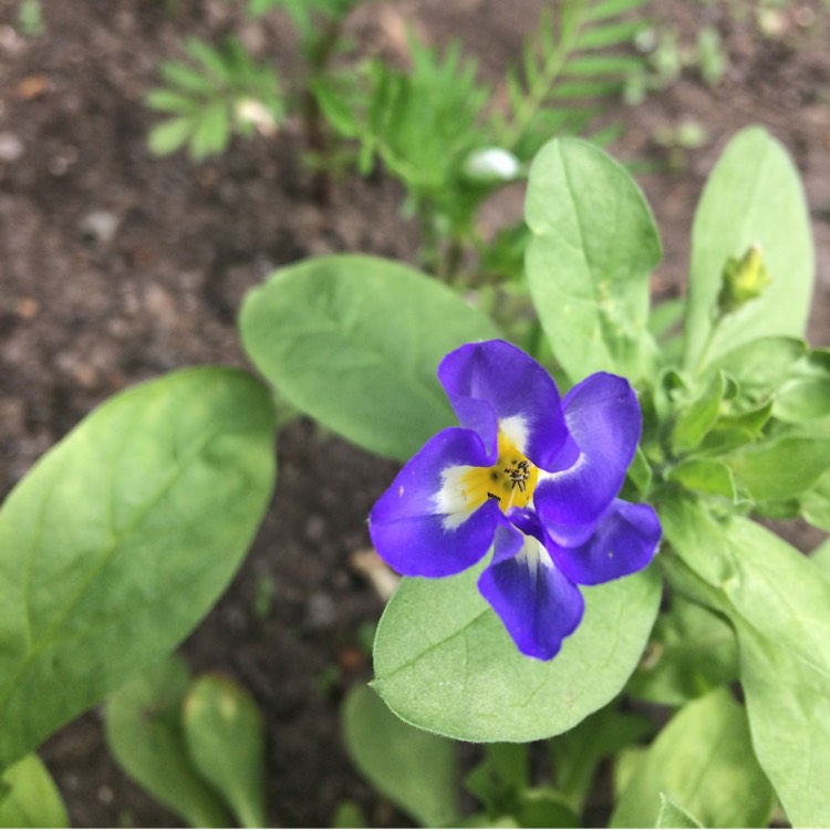 plant image 459560 plant image 459560